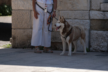 Siberian husky on leash standing beside woman in white clothing