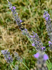 A single bumblebee with moving wings foraging on Salvia yangii