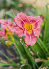 Pink and yellow lily flower in the home landscape with bokeh