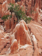 zoom tsingy rouge madagascar
