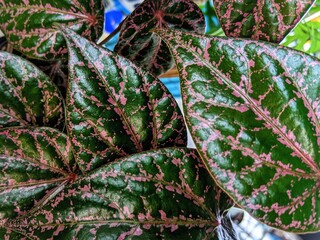 green leaves background