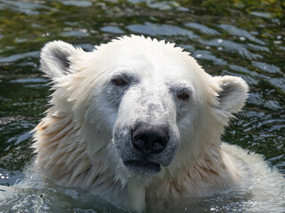 Majestic Polar Bear Enjoying the Warm Sunlight