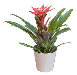 Bromeliaceae