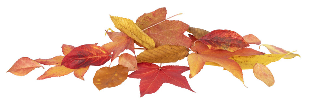 Feuilles mortes en automne de diff&eacute;rents arbres
