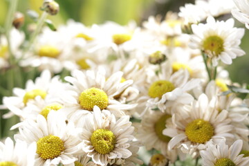 una toma de cerca de una flor blanca crisantemos de manzanillas