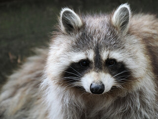 Close-Up Portrait of a Raccoon Looking Directly at Camera