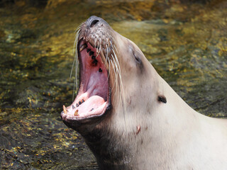 Majestic Sea Lion Roaring with Open Mouth Wide © Alexandre
