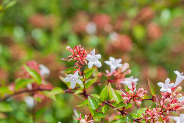 アベリアの白い小花と新芽の美しい調和