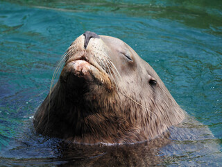 Serene Sea Lion Relaxing in Water with Eyes Closed © Alexandre