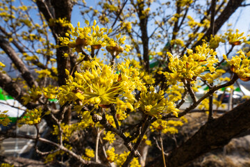 close-up of the cornelian cherry blossoms in the park