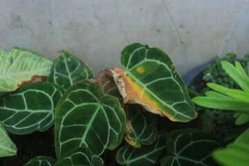 Anthurium crystallinum plant leaves are affected by a disease such as fungus which causes the...