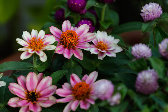 百日草」の写真素材 | 130,059件の無料イラスト画像 | Adobe Stock