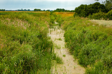 Overgrown summer ditch with dense grasses and algae-covered water in a rural landscape. A vibrant wetland habitat full of natural textures and ecological richness