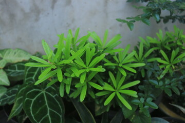 Podocarpus macrophyllus, or Lohansung, is a popular ornamental plant that makes a great bonsai