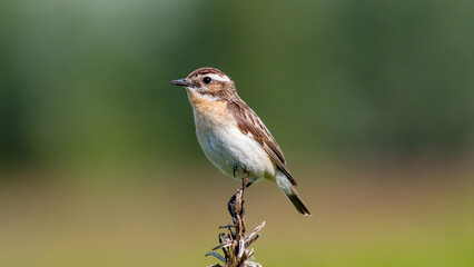 red backed shrike