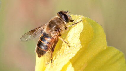 bee on yellow flower