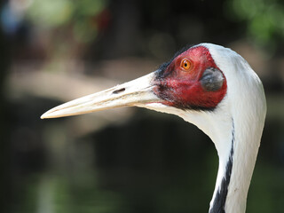 Elegant White-naped Crane with Vivid Red Face Markings
