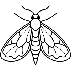 Vintage Moth Engraving