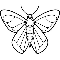 Vintage Moth Engraving