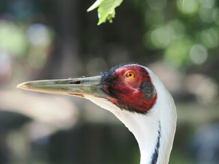 Close-up Profile of a White-naped Crane in Natural Habitat