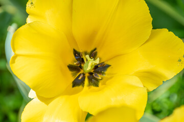 Fototapeta premium 太陽に照らされる鮮やかな黄色のチューリップの花芯