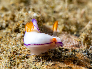 Nudibranch (Thorunna daniellae)