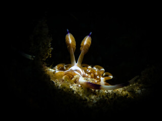 Flabelina ornata (Austraeolis ornata)