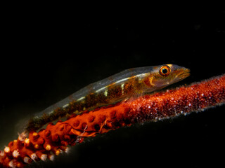 Wire Coral Goby (Bryaninops yongei)