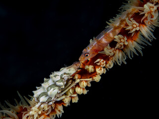 Wire Coral Goby (Bryaninops yongei) and Whip coral Spider Crab (Xenocarcinus tuberculatus)