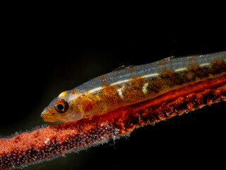 Wire Coral Goby (Bryaninops yongei)