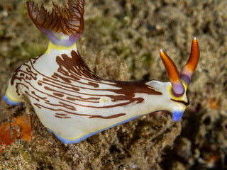 Nudibranch (Nembrotha lineolata)
