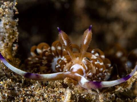 Flabelina ornata (Austraeolis ornata)
