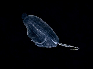 Deepwater flounder larva (Monolene sessilicauda)