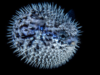 Longspine Porcupinefish (Diodon holocanthus)