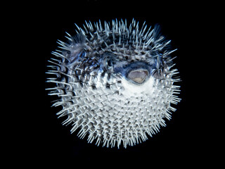 Longspine Porcupinefish (Diodon holocanthus)