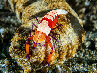 Emperor Shrimp (Periclimenes imperator)