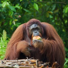 Orangutan at Sambodja Lodge Kalimantan Borneo