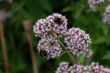 big beauty flowers with bee
