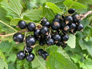 Schwarze Johannisbeeren wachsen an einem Zweig am Strauch im Garten üppig
