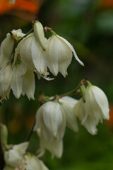 big beauty flowers in my garden