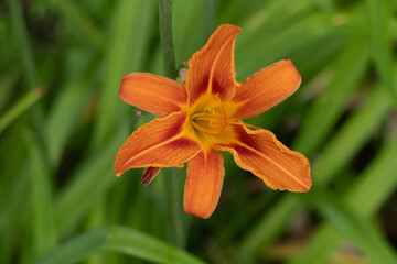 big beauty flowers in my garden © rob