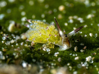 Sheep nudibranch (Costasiella kuroshimae)