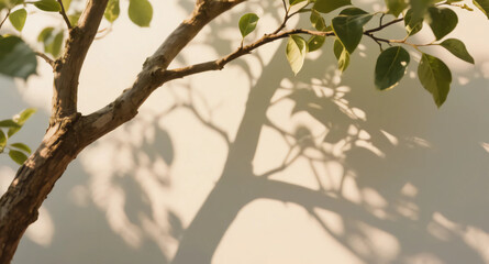 Tree branch with green leaves casting soft natural shadows on wall in warm sunlight, minimal nature-inspired interior mood