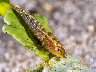 Seagrass Ghostgoby (Pleurosicya bilobata)
