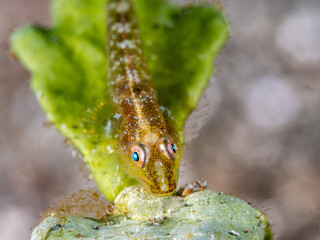 Seagrass Ghostgoby (Pleurosicya bilobata)