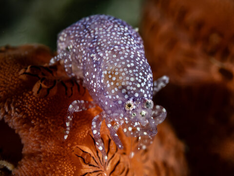 Tunicate Shrimp (Periclimenaeus sp.)