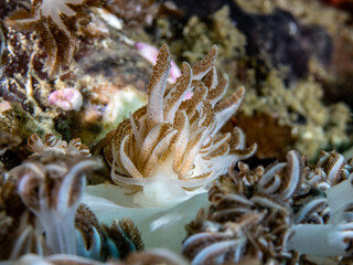 Xenia coral nudibranch (Phyllodesmium jakobsenae)