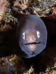 Greyface moray (Gymnothorax thyrsoideus)
