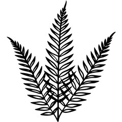 Fototapeta premium Boston Fern line art vector