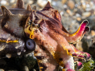 underwater, sea, ocean, coral, reef, diving, marine, water, scuba, animal, tropical, nature, aquarium, life, aquatic, macro, red, orange, goby, cuttlefish